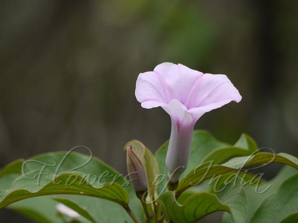 Oval Leaved Silverweed
